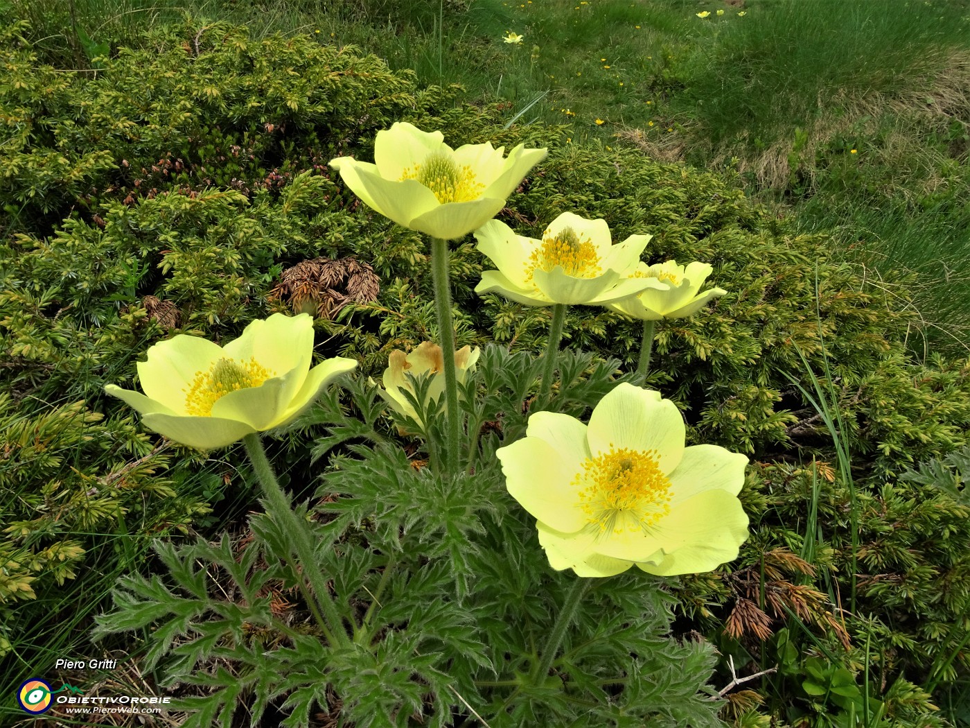 18 Anemoni sulfurei ( Pulsatilla alpina sulphurea) sul sent. 109.JPG